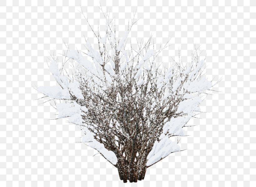 Winter Image Tree Clip Art, PNG, 626x600px, Winter, Branch, Dongzhi, Grass, Gratis Download Free