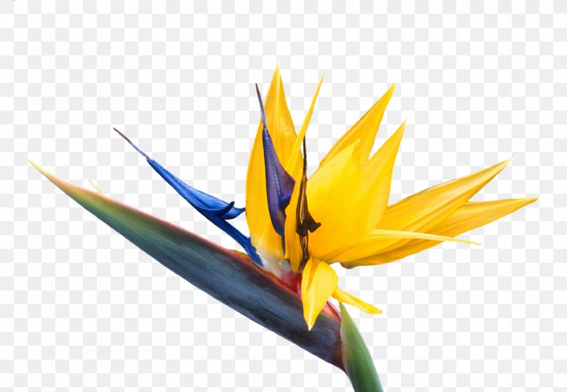 Clip Art Bird Of Paradise Flower Bird Of Paradise Flower Image, PNG, 960x664px, Bird, Bird Of Paradise Flower, Birdofparadise, Close Up, Flora Download Free
