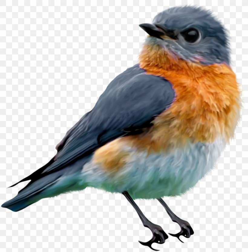 Eastern Bluebird Clip Art, PNG, 1063x1080px, Bird, Beak, Bird Flight, Bird Nest, Bluebird Download Free