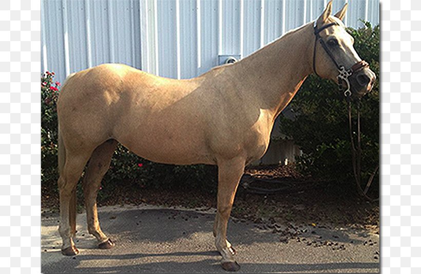 Mare American Quarter Horse Mustang Pony Stallion, PNG, 800x533px, Mare, American Quarter Horse, Bridle, Halter, Horse Download Free