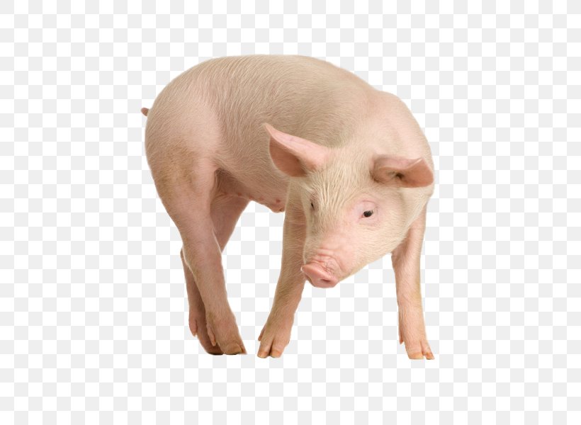 Miniature Pig Babirusa Javan Warty Pig Common Warthog, PNG, 600x600px, Pig, Bitmap, Domestic Pig, Halftone, Image File Formats Download Free