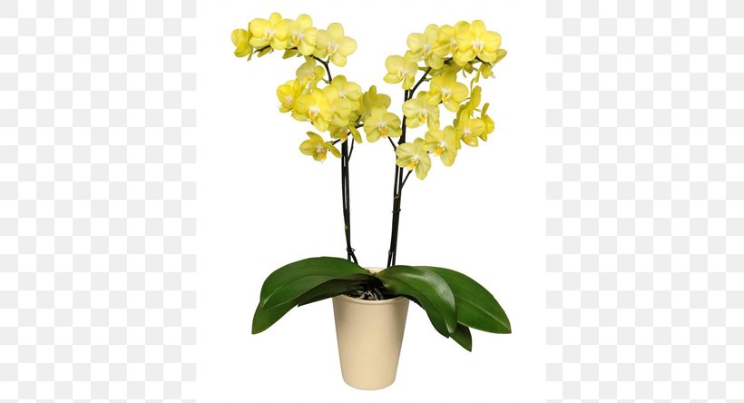 Moth Orchids Cut Flowers Flowering Plant, PNG, 570x444px, Moth Orchids, Artificial Flower, Cattleya, Cattleya Orchids, Cut Flowers Download Free