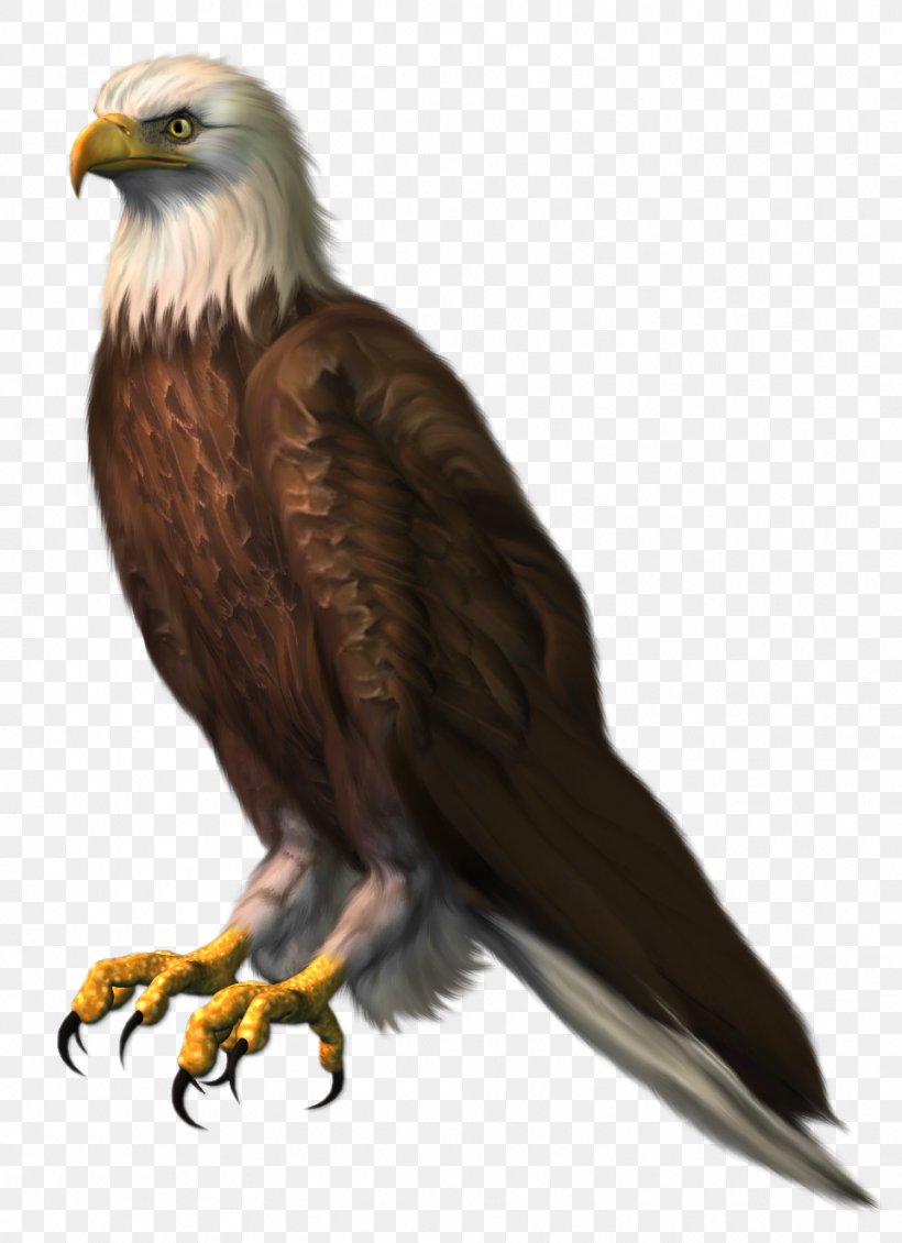 Bald Eagle Clip Art, PNG, 963x1328px, Bald Eagle, Accipitridae, Accipitriformes, Beak, Bird Download Free