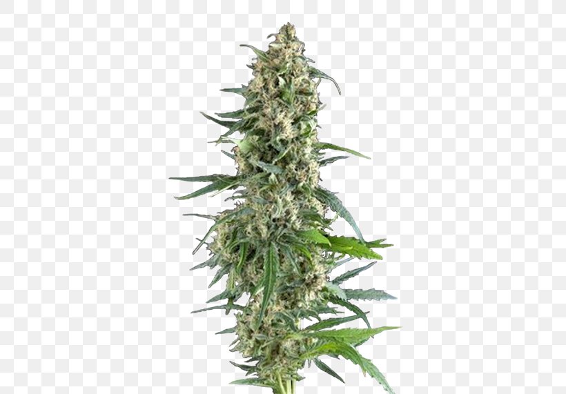 Cannabis Sativa Seed Cultivar Всхожесть семян, PNG, 571x571px, Cannabis, Cannabis Sativa, Cultivar, Dominance, Fruit Download Free