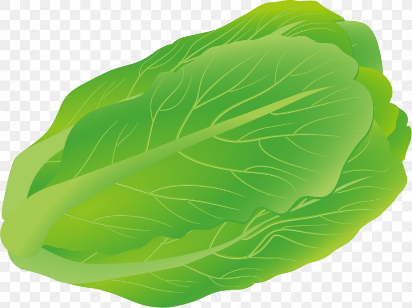 Euclidean Vector Download Salad, PNG, 900x672px, Salad, Cabbage, Chinese Cabbage, Collard Greens, Food Download Free