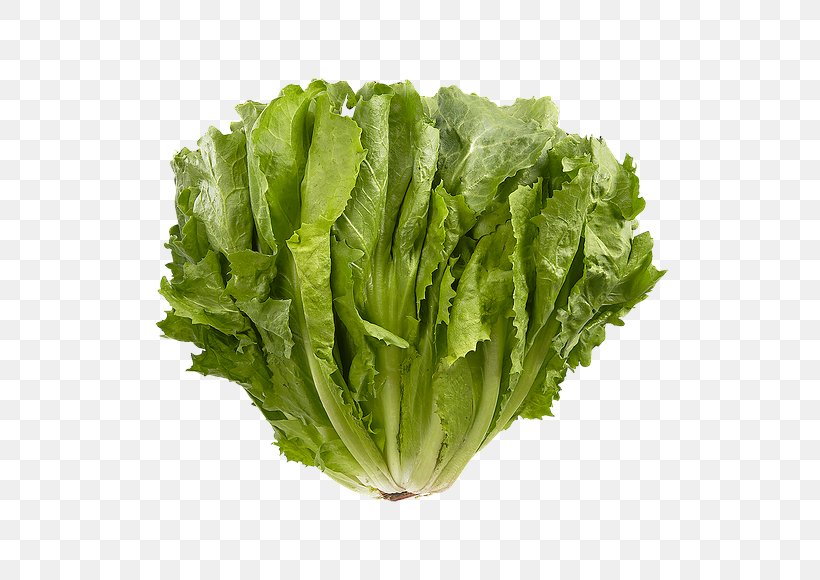 Romaine Lettuce Endive Red Leaf Lettuce Greens Vegetable, PNG, 580x580px, Romaine Lettuce, Cabbage, Celtuce, Choy Sum, Collard Greens Download Free