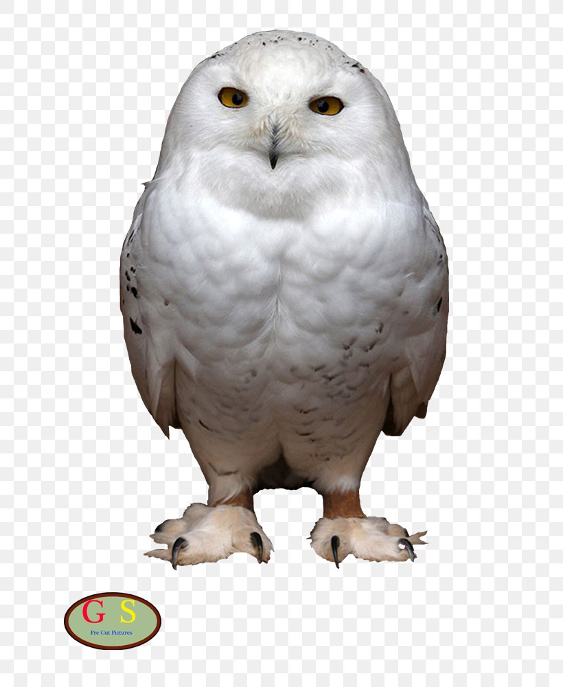 Snowy Owl Bird Of Prey Short-eared Owl, PNG, 800x1000px, Owl, Animal, Beak, Bird, Bird Of Prey Download Free