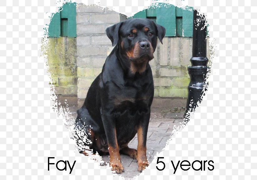 Allgemeiner Deutscher Rottweiler-Klub Dog Breed Snout, PNG, 570x575px, Rottweiler, Architect, Breed, Carnivoran, Dog Download Free