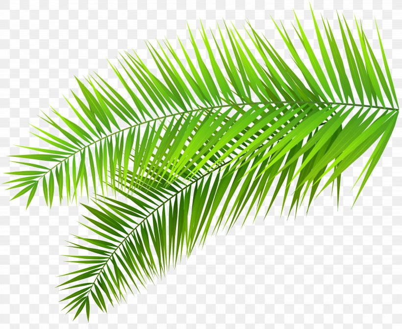 Arecaceae Palm Branch Leaf Clip Art, PNG, 6000x4912px, Arecaceae, Arecales, Borassus Flabellifer, Conifers, Date Palm Download Free