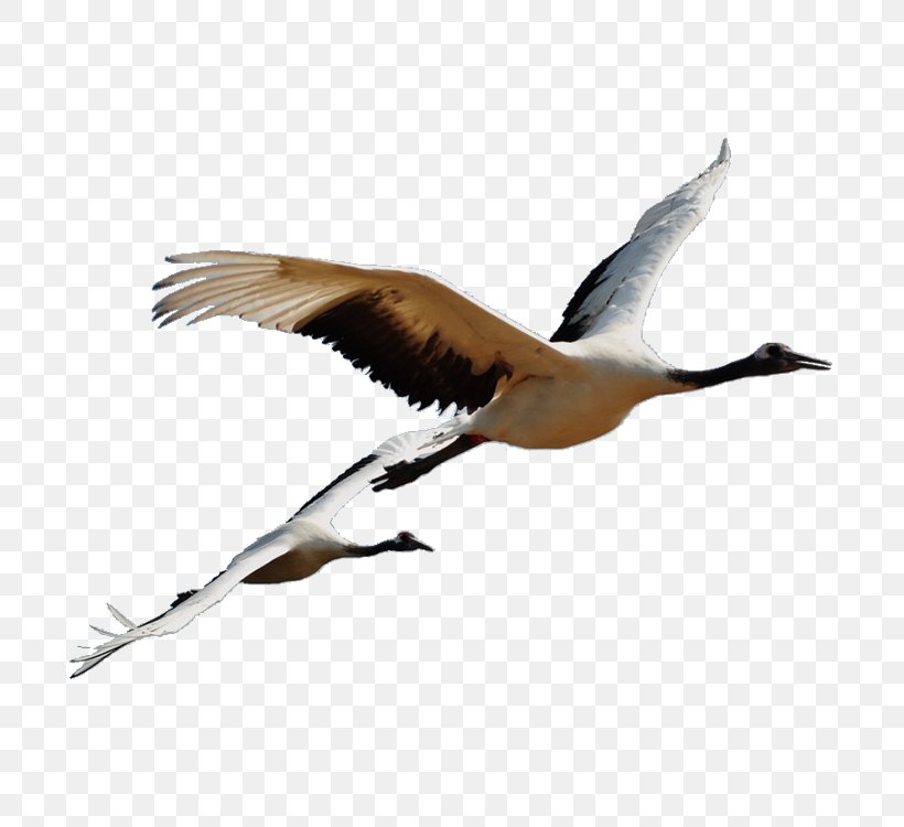 Bird Grey Crowned Crane Red-crowned Crane Clip Art, PNG, 750x750px, Bird, Beak, Bird Migration, Crane, Crane Like Bird Download Free