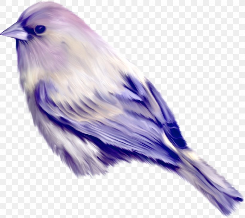 Bird Turquoise Jay Clip Art, PNG, 1299x1157px, Bird, Beak, Chart, Computer Software, Emberizidae Download Free