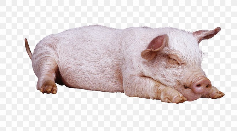 Large White Pig Large Black Pig Gloucestershire Old Spots British Landrace Pig, PNG, 895x496px, Large White Pig, British Landrace Pig, Display Resolution, Domestic Pig, Fauna Download Free