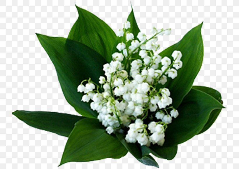 Lily Of The Valley Flowering Plant Birth Flower, PNG, 738x579px, Lily Of The Valley, Arumlily, Birth Flower, Blossom, Floral Design Download Free