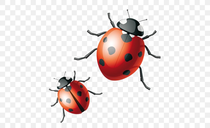 Ladybird Beetle Drawing, PNG, 500x500px, Ladybird Beetle, Art, Arthropod, Artwork, Beetle Download Free
