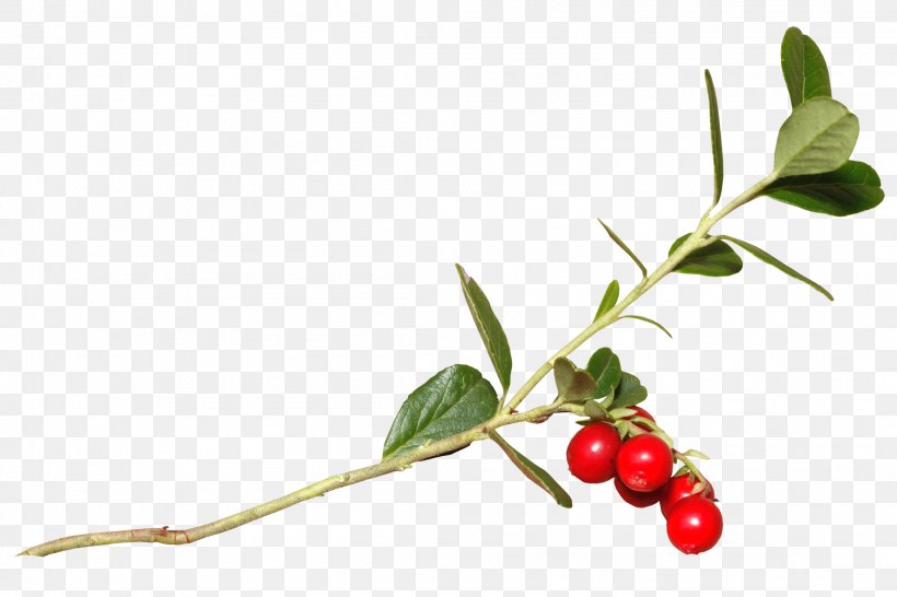 Lingonberry Holly Cranberry Rose Hip Cherry, PNG, 2211x1473px, Lingonberry, Aquifoliaceae, Berry, Branch, Cherry Download Free