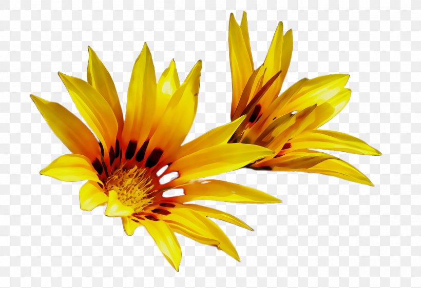 Sunflower, PNG, 2412x1656px, Watercolor, Flower, Flowering Plant, Gazania, Paint Download Free