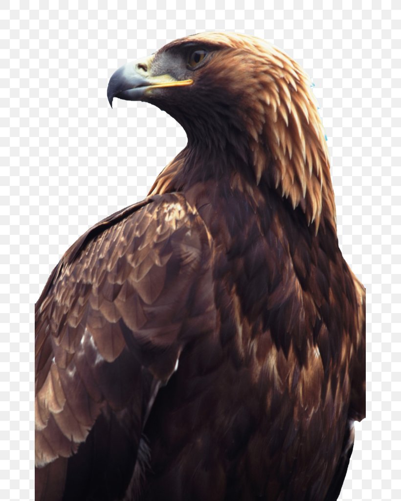 Falconiformes Golden Eagle Flight Bird Of Prey, PNG, 677x1024px, Falconiformes, Accipitriformes, Albatross, Animal, Bald Eagle Download Free