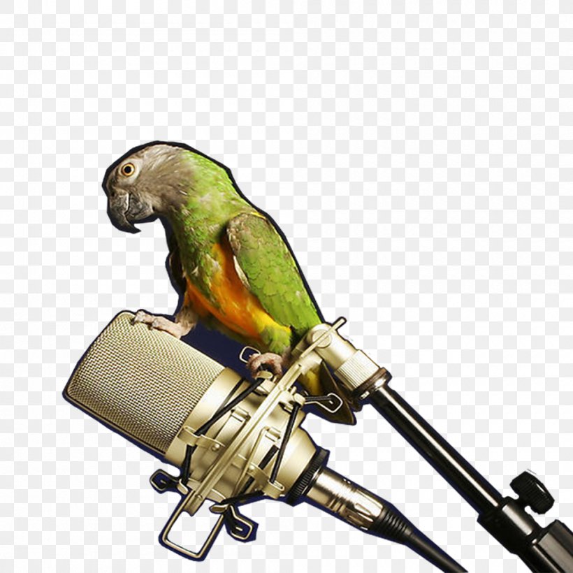 Microphone Amazon Parrot Perroquet, PNG, 1000x1000px, Microphone, Amazon Parrot, Beak, Bird, Bird Supply Download Free