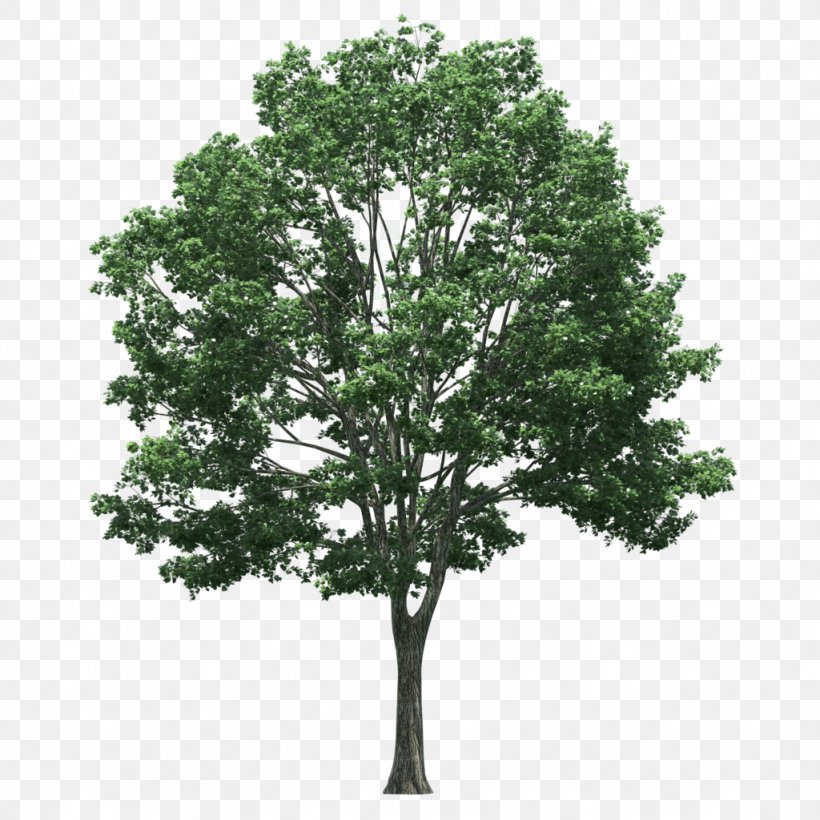 Tree Plant Populus Nigra Clip Art, PNG, 1024x1024px, Tree, Branch, Conifers, Landscape, Larch Download Free