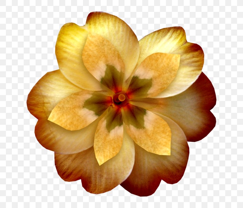 Yellow Flower Orange Petal Clip Art, PNG, 700x700px, Yellow, Author, Flower, Flowering Plant, Internet Download Free