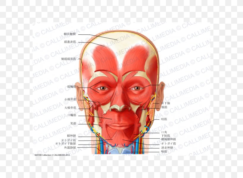 Anterior Triangle Of The Neck Muscle Head And Neck Anatomy Human Body, PNG, 600x600px, Watercolor, Cartoon, Flower, Frame, Heart Download Free