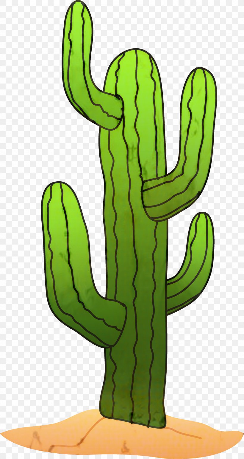 Cactus Clip Art Saguaro Image, PNG, 1598x3000px, Cactus, Botany, Cartoon, Caryophyllales, Drawing Download Free