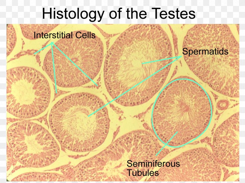 Testicle Exocrine Gland Histology Anatomy Serous Membrane, PNG, 1200x900px, Testicle, Anatomy, Cell, Endocrine Gland, Endocrine System Download Free