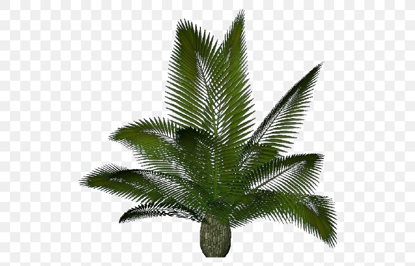 Arecaceae Sago Palm Cycas Rumphii Houseplant Cycas Panzhihuaensis, PNG, 750x527px, Arecaceae, Arecales, Cycad, Cycas Rumphii, Flowerpot Download Free