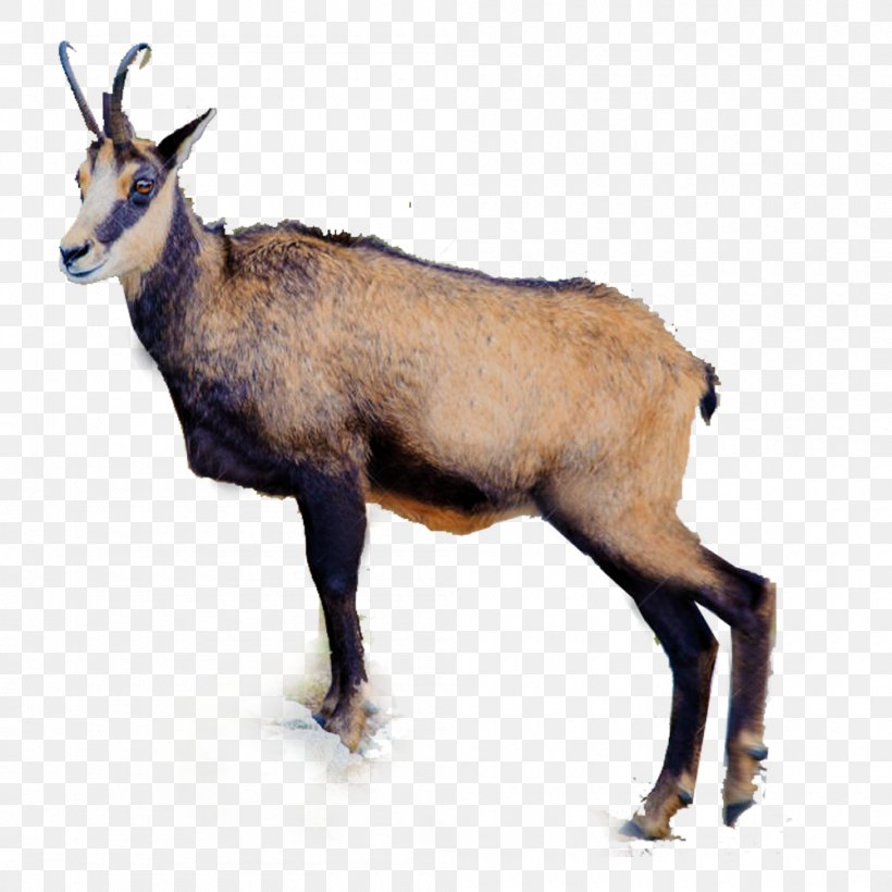 Deer Antelope Horn Hunting Chamois, PNG, 1000x1000px, Deer, Animal, Antelope, Antler, Chamois Download Free