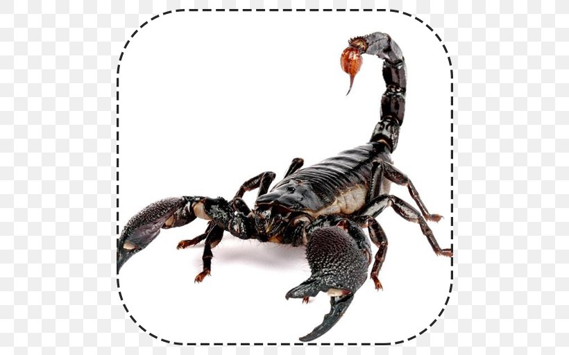 Emperor Scorpion Image Animal Typhlochactas Mitchelli, PNG, 512x512px, Scorpion, Animal, Arachnid, Arthropod, Emperor Scorpion Download Free
