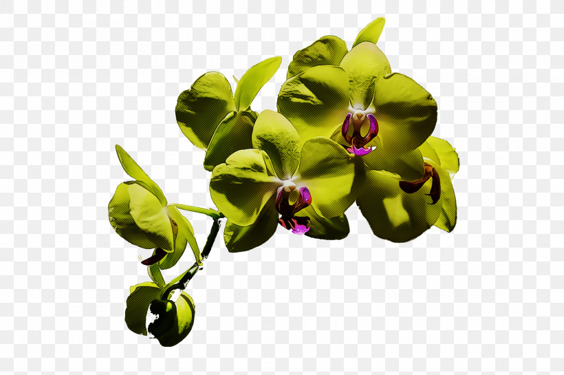 Flower Moth Orchids Petal Flora Orchids, PNG, 1920x1278px, Flower, Biology, Flora, Moth Orchids, Orchids Download Free