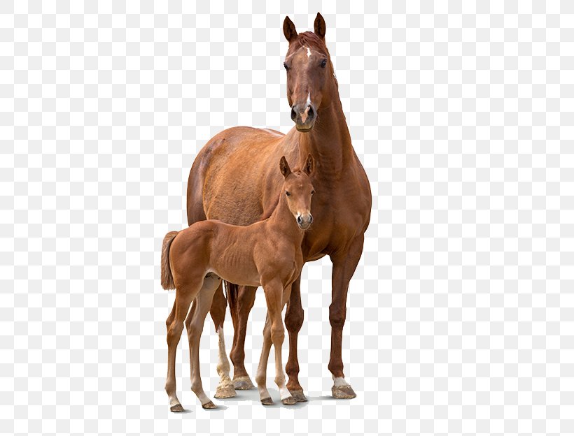 Foal Colt Mare Stallion Mustang, PNG, 467x624px, Foal, Colt, Dog Food, Dog Toys, Horse Download Free