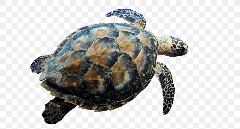 Hawksbill Sea Turtle Clip Art, PNG, 640x442px, Turtle, Box Turtle, Box Turtles, Chelydridae, Common Snapping Turtle Download Free