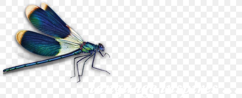 Information Privacy Garden Landscape Contractor, PNG, 800x334px, Information, Arthropod, Beratung, Body Jewelry, Butterfly Download Free