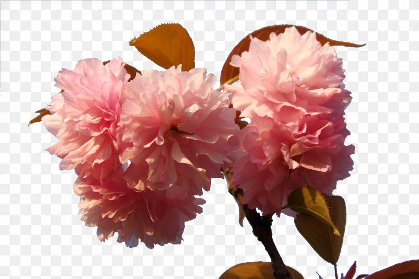Japan Cherry Blossom Floral Design, PNG, 2295x1530px, Japan, Blossom, Branch, Carnation, Cerasus Download Free