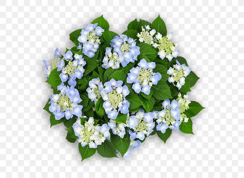 Light Blue French Hydrangea Cut Flowers, PNG, 600x600px, Blue, Alyssum, Annual Plant, Borage, Borage Family Download Free