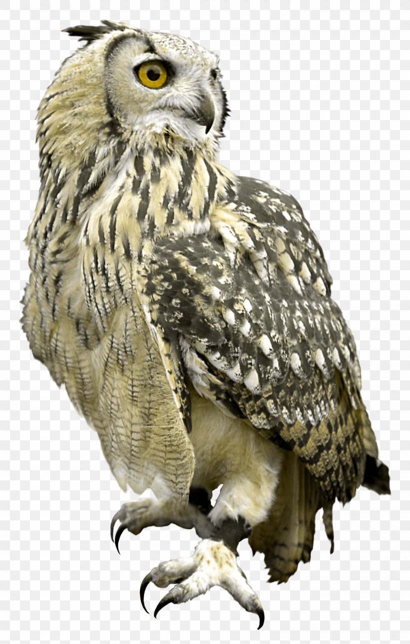 Great Grey Owl Bird Hawk, PNG, 1450x2277px, Great Grey Owl, Animal, Beak, Bird, Bird Of Prey Download Free