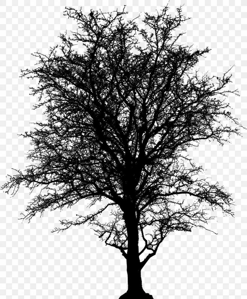 Oak Tree Silhouette, PNG, 1049x1270px, Silhouette, Branch, Christmas, Oak, Plant Download Free