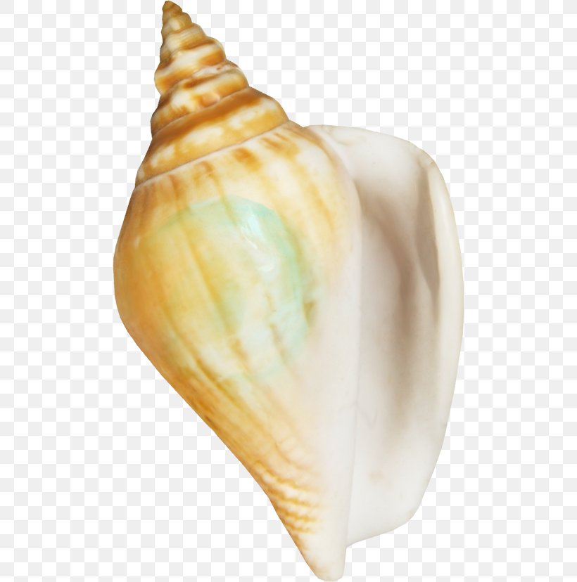 Seafood Seashell Conchology Clip Art, PNG, 500x828px, Seashell, Conch, Conchology, Marine, Mollusc Shell Download Free