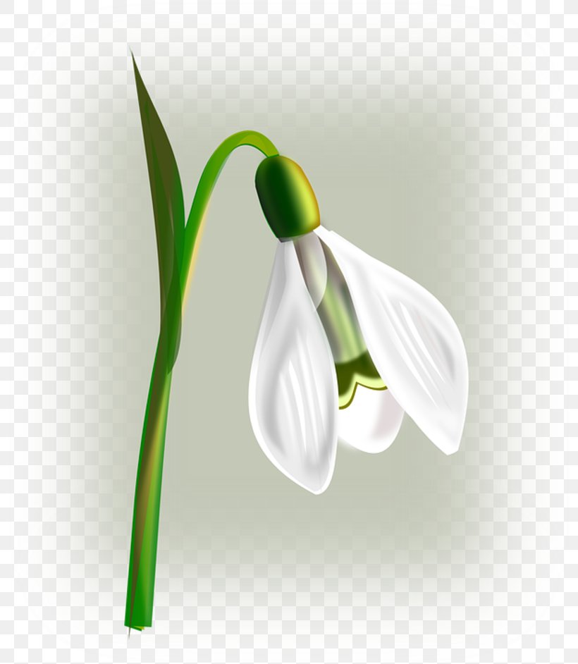 Snowdrop Flower Clip Art, PNG, 800x942px, Snowdrop, Amaryllis Family, Arum, Blossom, Flower Download Free