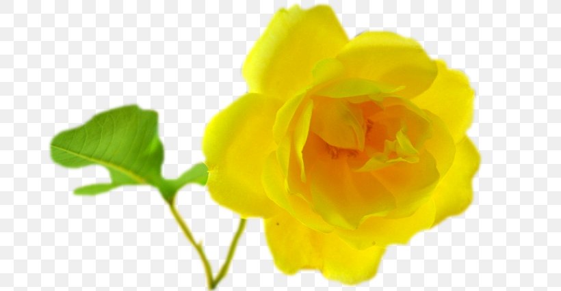 Flowers Background, PNG, 680x426px, Yellow, Austrian Briar, Cut Flowers, Flower, Herbaceous Plant Download Free