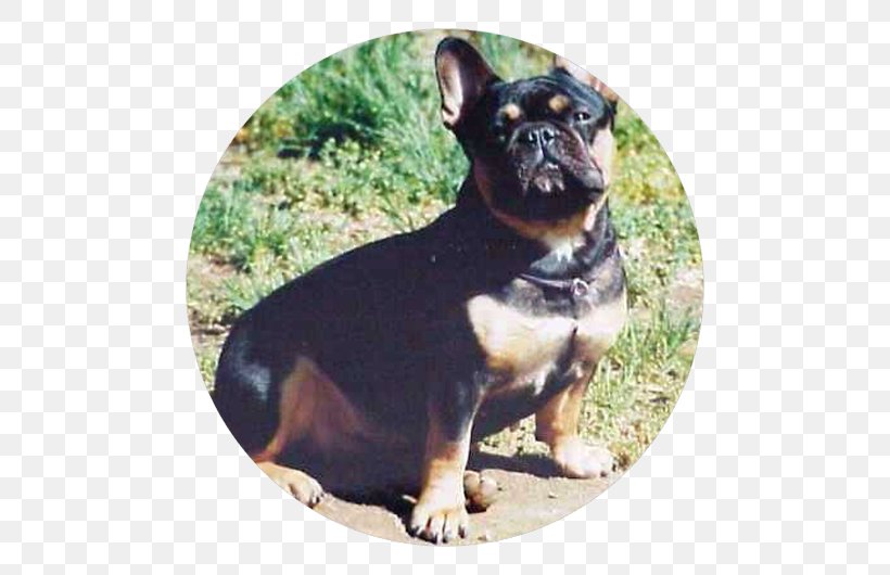 French Bulldog English Toy Terrier Rottweiler Puppy, PNG, 530x530px, French Bulldog, American Kennel Club, Black And Tan Coonhound, Bulldog, Carnivoran Download Free