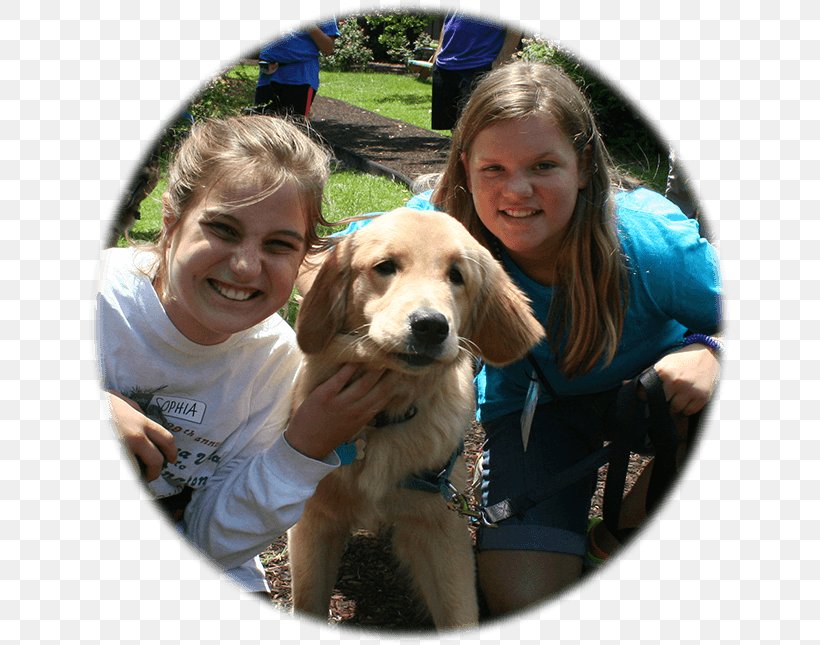 Golden Retriever Puppy Dog Breed Companion Dog, PNG, 645x645px, Golden Retriever, Animal, Animalassisted Therapy, Breed, Carnivoran Download Free