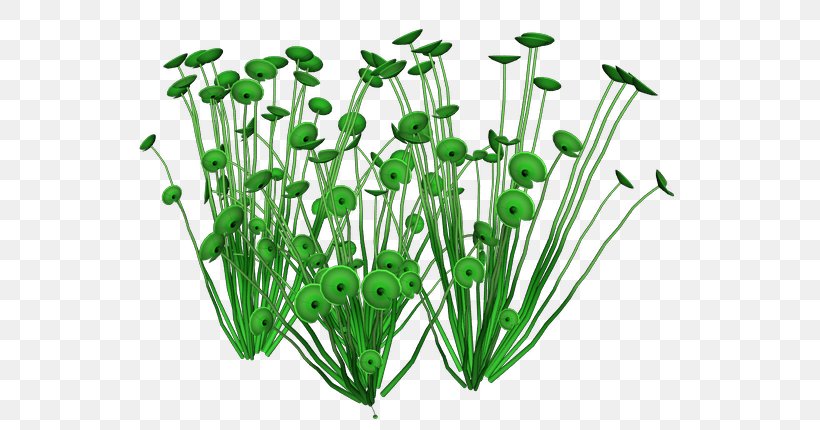 Leaf Vegetable Herb Flowerpot Plant Stem, PNG, 582x430px, Leaf Vegetable, Flower, Flowerpot, Grass, Herb Download Free