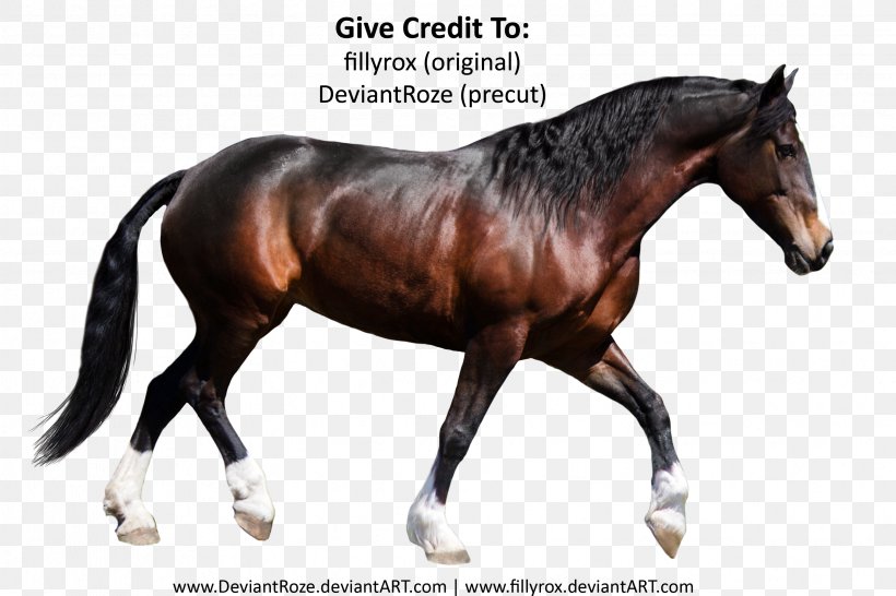 Stallion Lipizzan Pony, PNG, 3323x2214px, Stallion, Art, Bridle, Halter, Horse Download Free