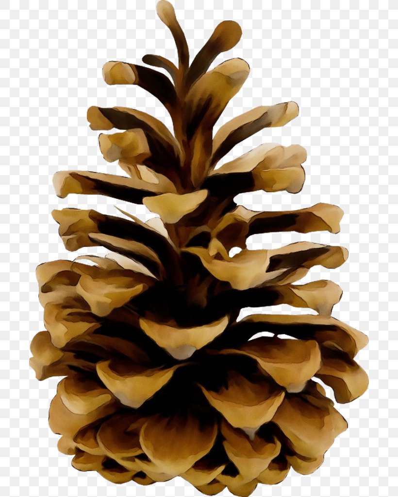 Sugar Pine White Pine Oregon Pine Red Pine Pine, PNG, 700x1022px, Watercolor, Conifer Cone, Lodgepole Pine, Oregon Pine, Paint Download Free