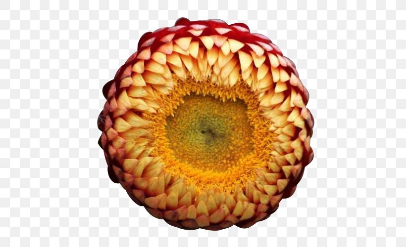 Curry Plant Chrysanthemum Flower Xerochrysum Bracteatum, PNG, 600x500px, Curry Plant, Bract, Bud, Chrysanthemum, Designer Download Free
