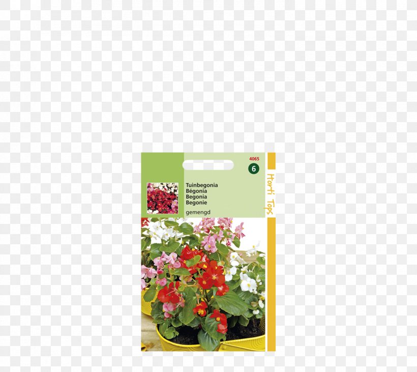 Petal Wax Begonia Floral Design Flower, PNG, 1466x1308px, Petal, Begonia, Flora, Floral Design, Flower Download Free