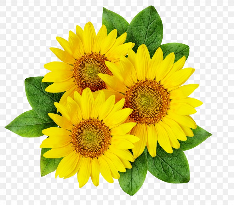 Common Sunflower Cartoon Sunflower Seed, PNG, 2968x2592px, Common Sunflower, Annual Plant, Cartoon, Cut Flowers, Daisy Family Download Free