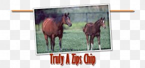 Quarter Horse - Mane Mustang Rein Stallion Mare PNG